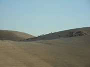 Pastori che nel deserto riescono a trovare i pascoli per le loro pecore e capre